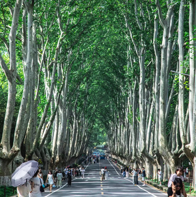 梧桐大道